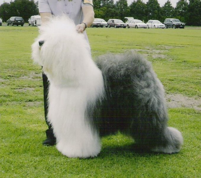 Old english store sheepdog breed standard